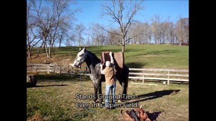 **Ruben** 7yo Georgian Grande Gelding