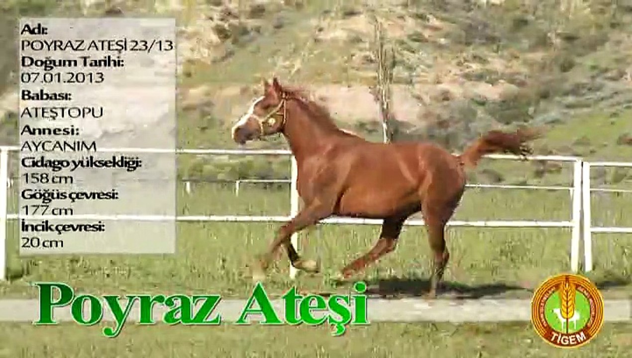 POYRAZ ATEŞİ