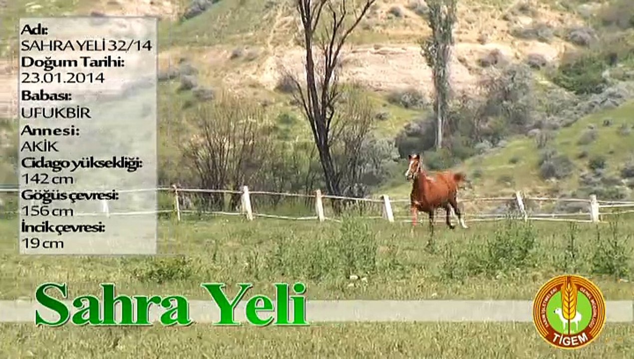 SAHRA YELİ