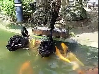 Balıkları besleyen Kuğular... :) Harikalar...İnsanların birbirine yardım etmediği şu zamanda izlenecek ibretlik bir video...(http://bit.ly/Kuğular)