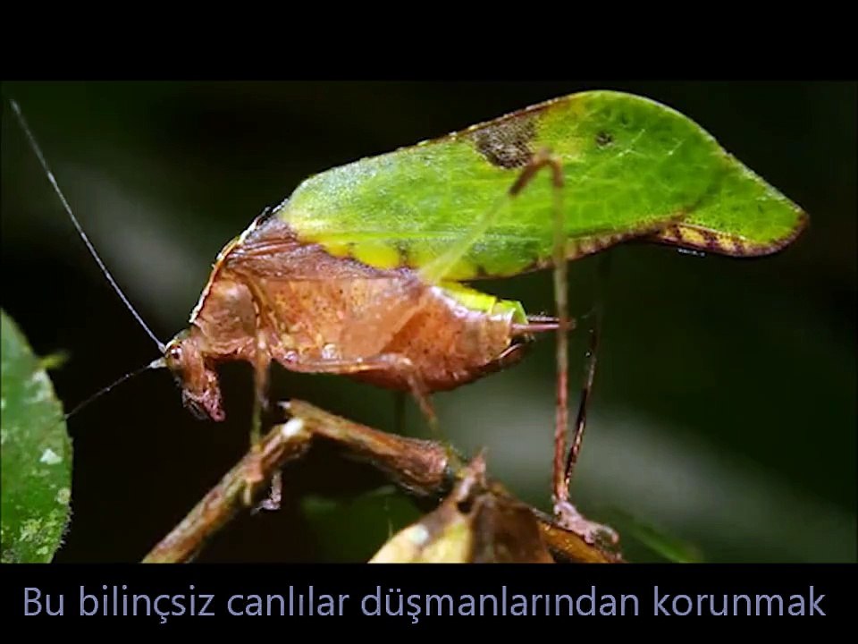 Sonsuz kudret sahibinin müthiş mucizelerinden birisi; Yaprak şeklindeki canlılar.► http://bit.ly/Yaprak-Böcek
