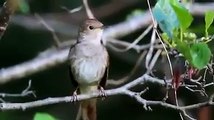 Muhteşem bir şey :)SubhanAllah...Bir Kuştan Kaç Farklı Ses Çıkar?| http://bit.ly/OL-Der-ve-Olur