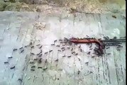 Müthiş bir şey..!Karıncalar nasıl zincirleme organize olmuşlar da dev bir parçayı taşıyorlar… | http://bit.ly/-Karınca