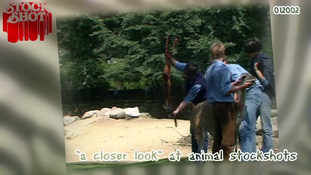 Animal Stockshots - geboorte guanaco baby birth