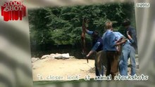 Animal Stockshots - geboorte guanaco baby birth