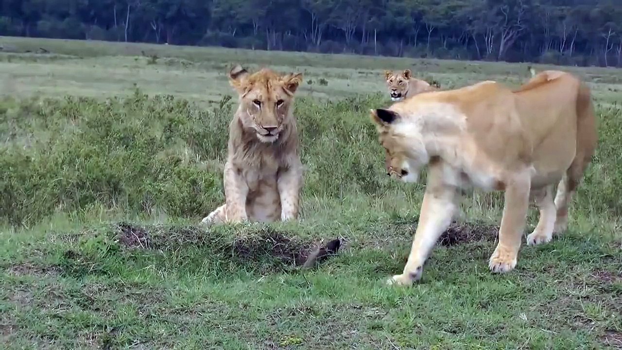 Üç aslan ve bir firavunfaresi :)Aslanların kafası pek bir karışık. Ama fare gayet kararlı..!(http://goo.gl/RcUCwp)