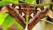 Yılanı korkutan dünyanın en büyük kelebeği: Atlas KelebeğiKendini, narin kanatlarına işlenmiş kobra yılanı resmi ile savunuyor.(http://bit.ly/SubhanAllah)