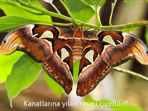 Yılanı korkutan dünyanın en büyük kelebeği: Atlas KelebeğiKendini, narin kanatlarına işlenmiş kobra yılanı resmi ile savunuyor.( bit.ly/SubhanAllah)
