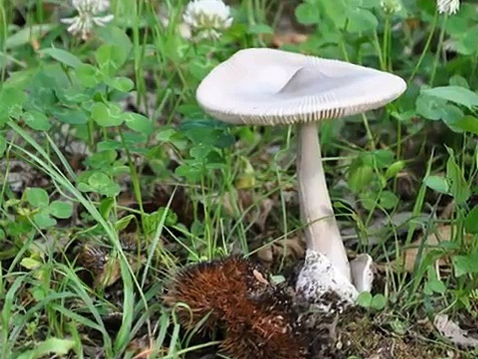 Karunesh "Heaven & Earth"