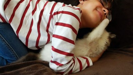 Chaton ragdoll qui s'étire, ragdollamour !