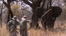 Afrika'da Fil Avı