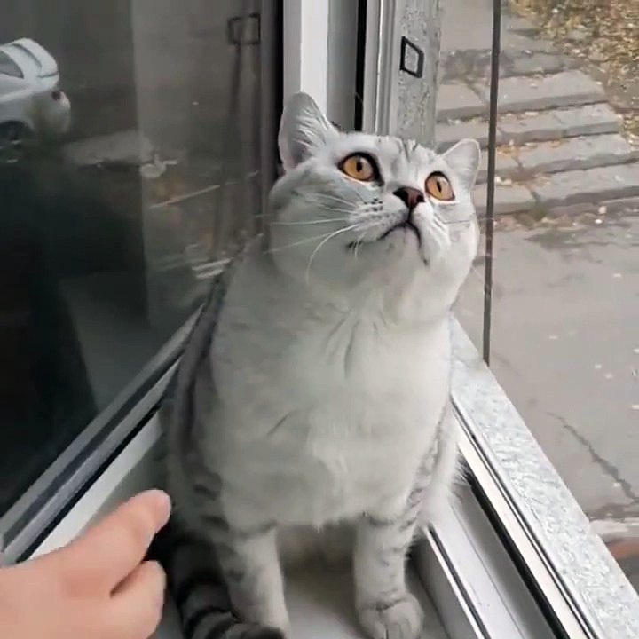 [Funny Cat] When hater start hating