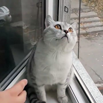 [Funny Cat] When hater start hating