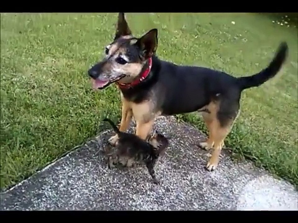 Caring rescue dog watches over foster kittens
