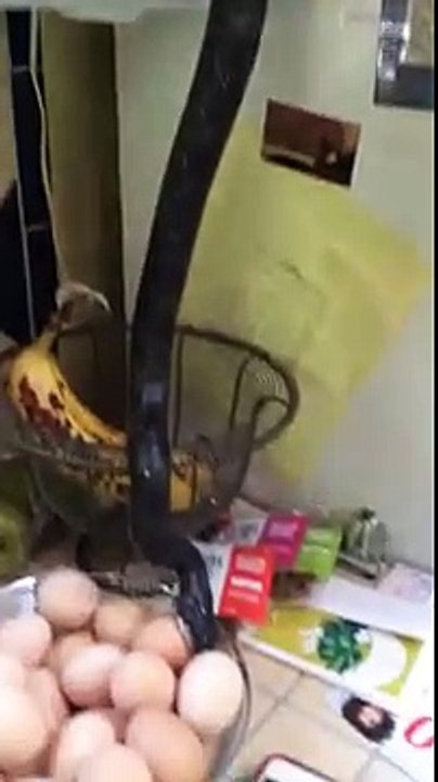 Un serpent s'invite chez eux et gobe un oeuf dans leur cuisine !