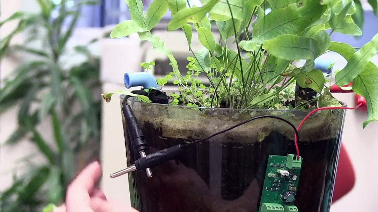 Dutch 'plant power' pulls electricity from rice fields