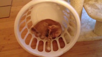 Cat's favorite toy is its own tail!