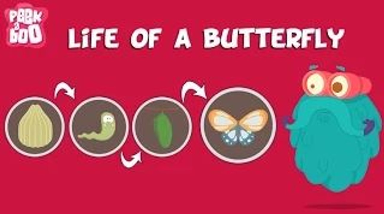 Life Of A Butterfly The Dr. Binocs Show Learn Series For Kids