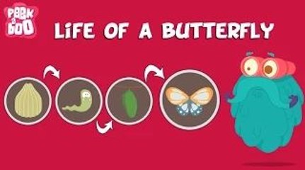 Life Of A Butterfly | The Dr. Binocs Show | Learn Series For Kids