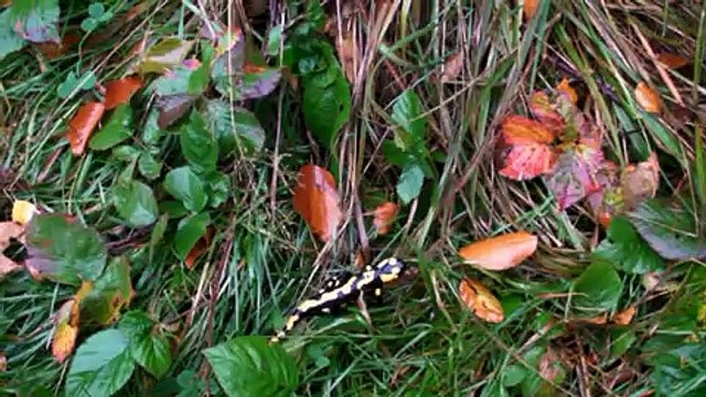 Feuersalamander Video Fire Salamander Spotted Salamander Salamandra