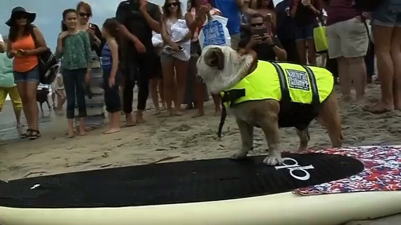 Compétition de surf pour chiens