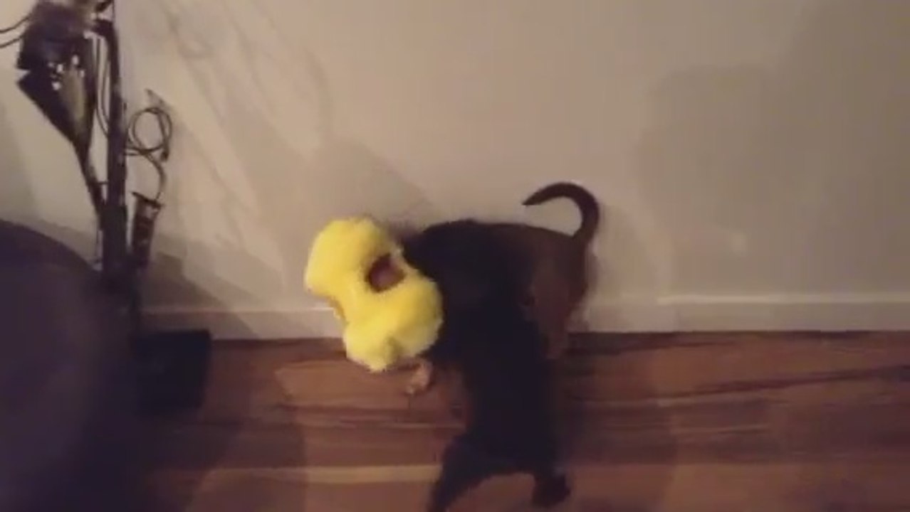 Confused dog runs around with head stuck in toy