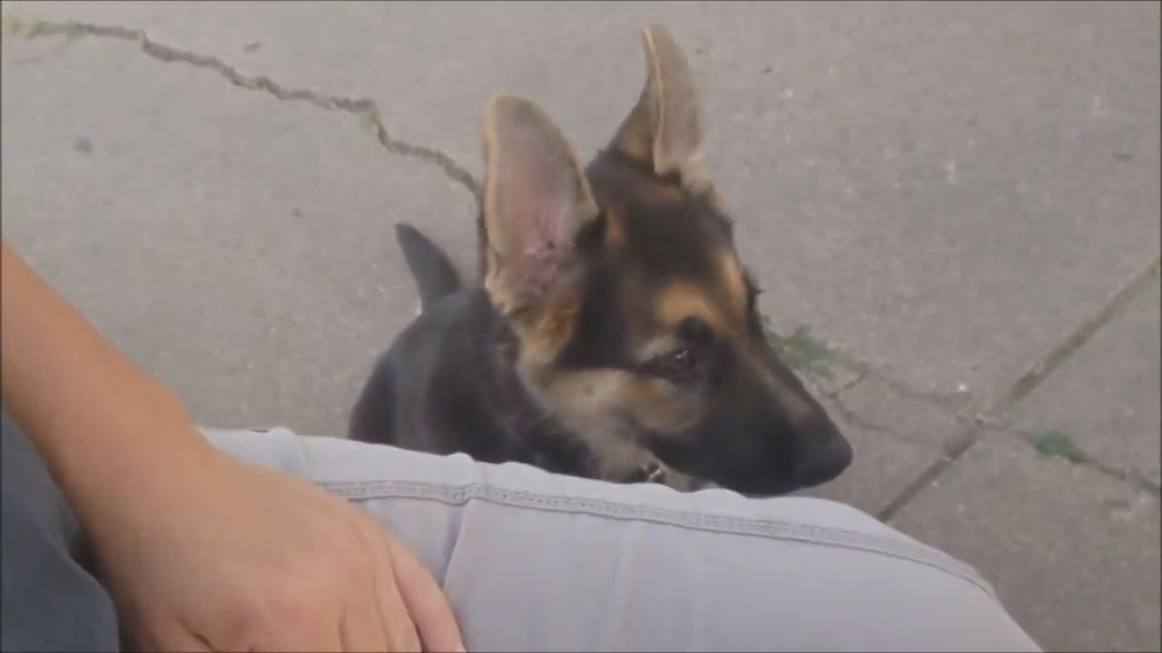 Excited puppy makes hilarious noises