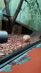 Funny Armadillo in trouble slipping on wooden plank