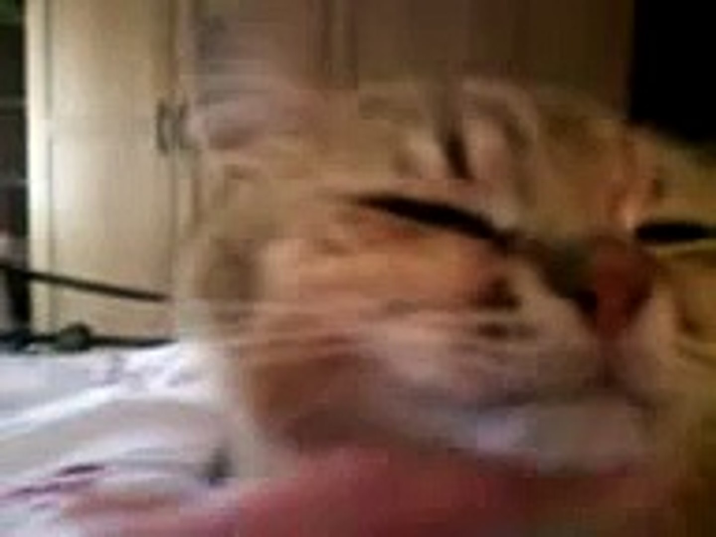 Golden Tipped British Shorthair Frank The Cat Video Dailymotion