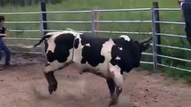 Bull Goes Crazy