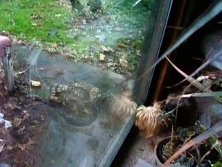 I said, I said, I Said, Son ! You are a Chicken Hawk !