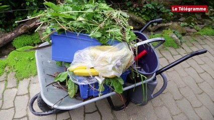 Download Video: Plouagat (22). Le terrarium recueille un iguane retrouvé dans un jardin