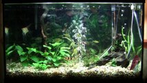 29 Gallon Planted Aquarium (Fish)