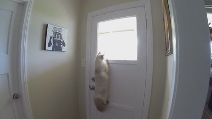 Cat figures out clever way to look outside