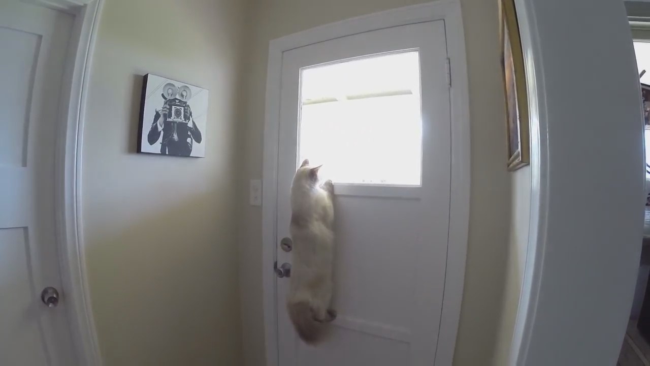 Cat figures out clever way to look outside