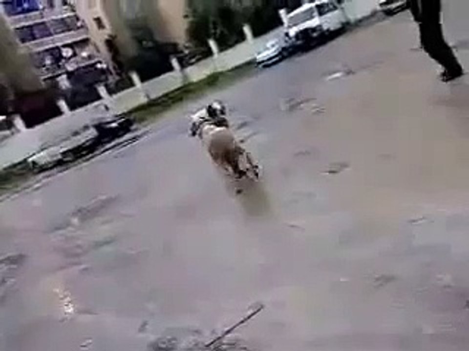 Real Goat Fight one Died!