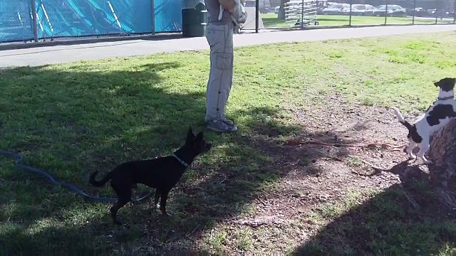 Spock the dog climbs a tree to catch a squirrel...