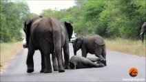 Veja a reação dessa família de elefantes ao ver um dos filhotes desmaiando na estrada