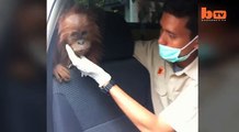 Cute Baby Orangutan Rescued From Poachers