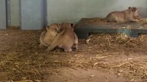 Les premières images des lionceaux du Parc Zoologique de Paris