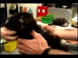 Ottawa Humane Society's microchip program for pets