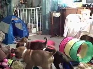 ANNIE X TEARLOCH'S BABY GIRLS