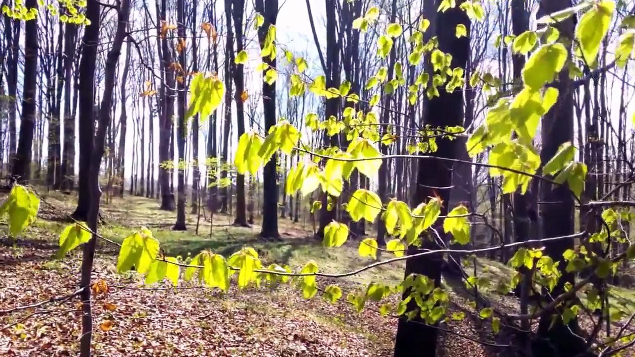 Relaxing Classical Music:  Frédéric Chopin - Nocturne in C minor, Op. posth.