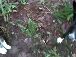 Two Dogs Fighting in Seattle