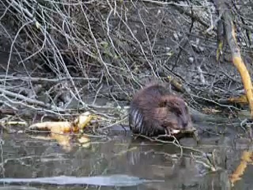 Nice Beaver!