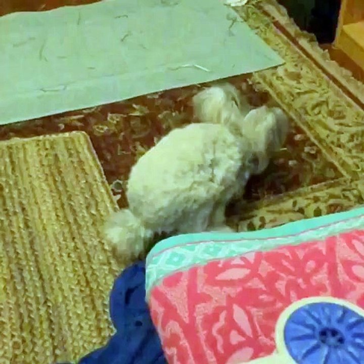 This cute rabbit has hairy ears : so so adorable