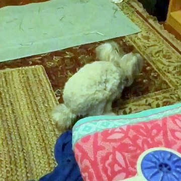 This cute rabbit has hairy ears : so so adorable