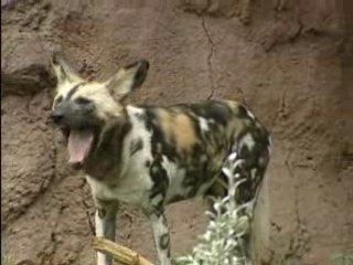 Exemple de fichier Windows Movie Maker 2