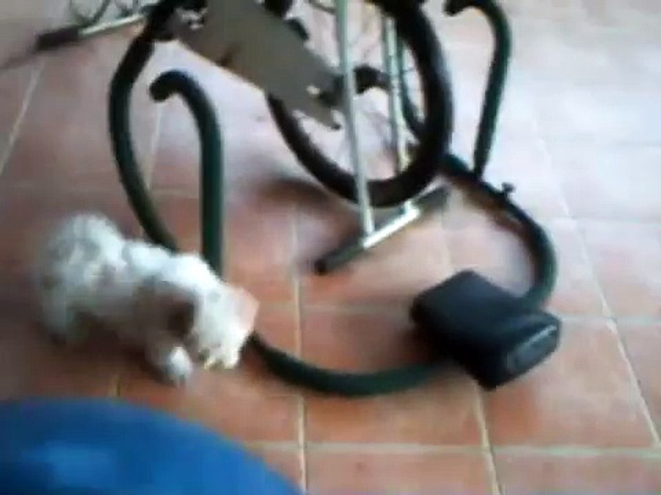 Shih Tzu (Vanilla) vs. Big Blue Ball