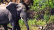 Crocodile Attacks On Elephant - Animal Killing Video -